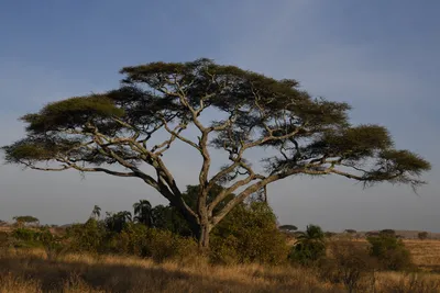 DSC_3755 (Large).JPG